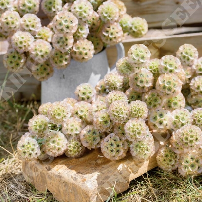 Picture of Scabious Atropurpurea - Stellata Ping Pong